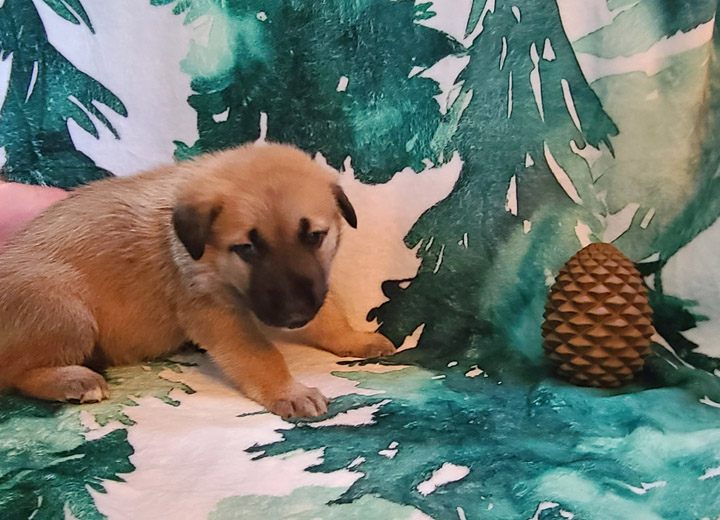 chinook puppy